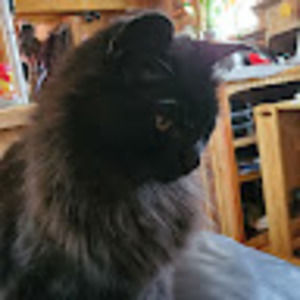 Meet your Posher, Jane